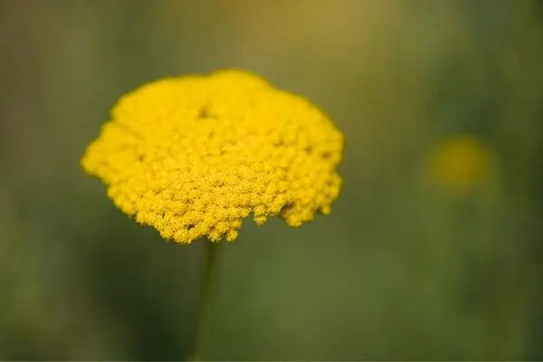 flor de milenrama