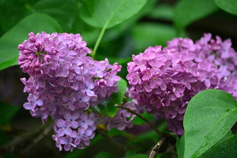 13 Flores Que Atraen Mariposas Y Libélulas (imágenes De Identificación)