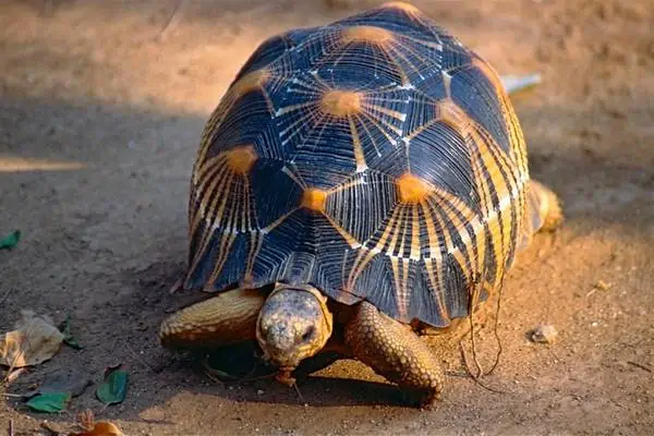 tortuga radiada