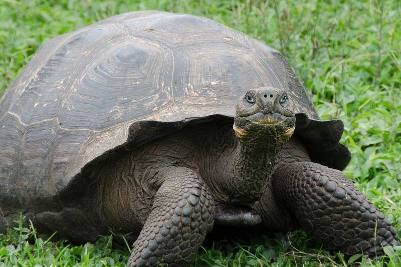 Las 10 Tortugas Más Longevas Del Planeta (clasificadas)