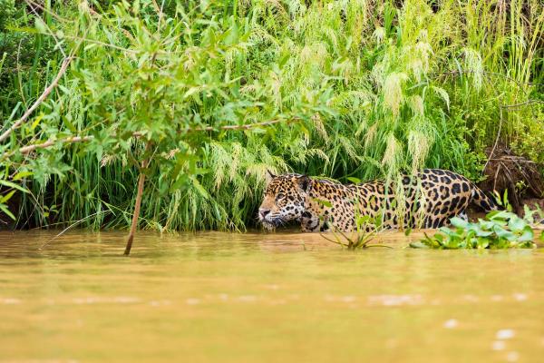 ¿Qué comen los jaguares en la naturaleza? - ¿Cómo caza el jaguar?