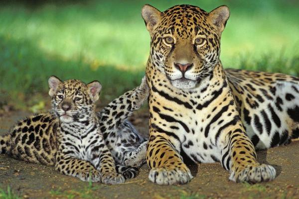 ¿Qué comen los jaguares en la naturaleza? - ¿Qué come un jaguar bebé?