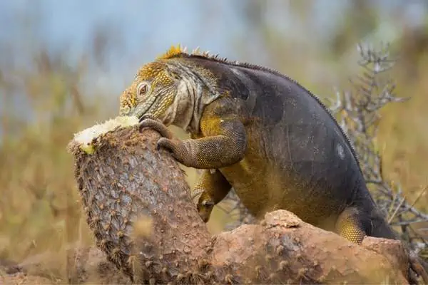 Iguana terrestre amarilla de Galápagos