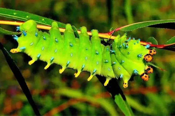 Oruga de la polilla Cecropia