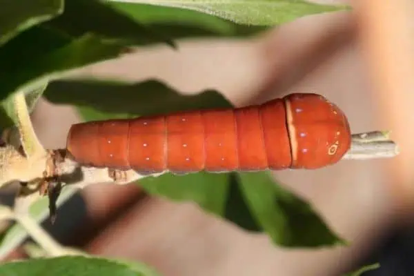 oruga cola de golondrina de dos colas