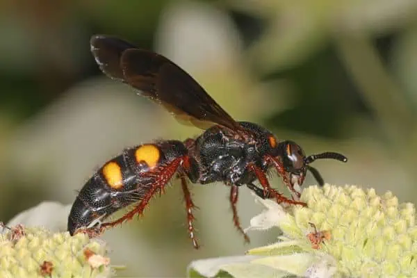 Avispa escoliida