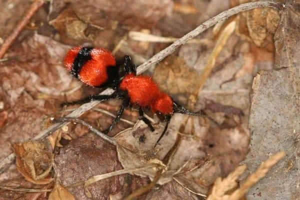 Avispa asesina de vacas