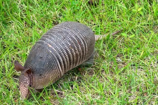 armadillo en la hierba