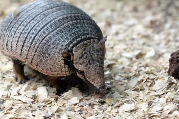 Armadillo Mamífero