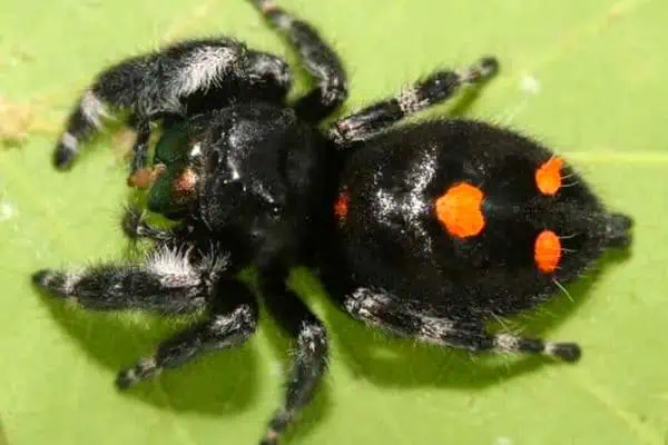 Araña saltarina audaz