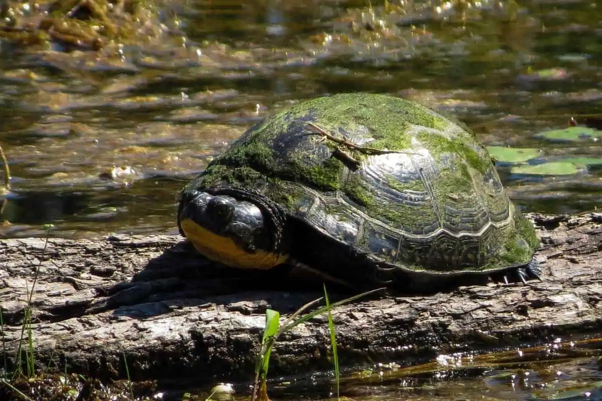 La tortuga de Blanding sobre un tronco podrido