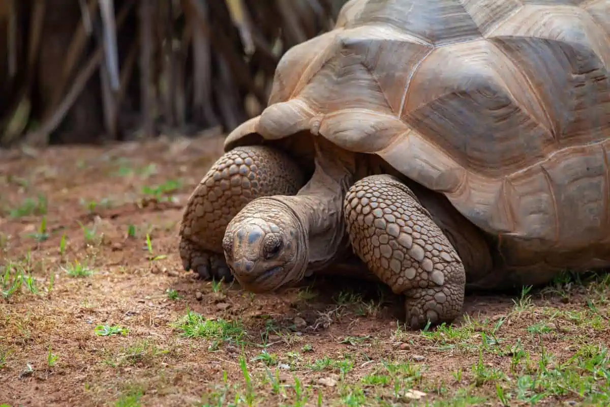tortuga gigante de aldabra