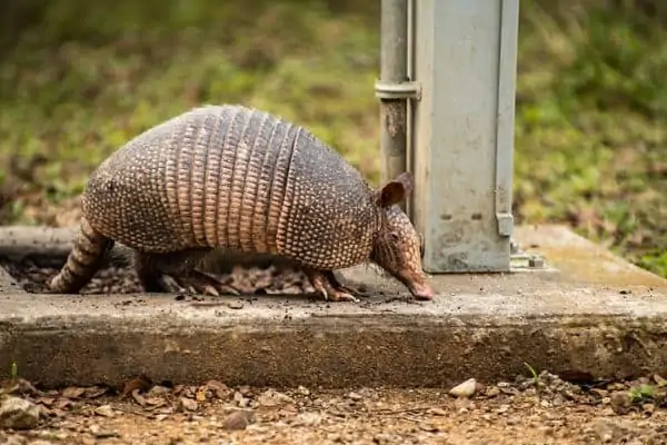 Campamento de armadillos