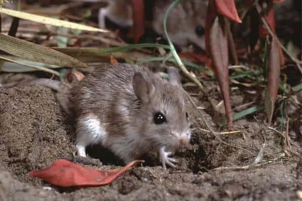 Ratón saltamontes del norte excavando madriguera en suelo de pradera
