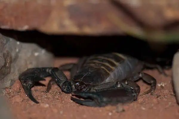 Escorpión negro escondido