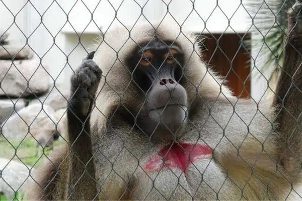 Geladas