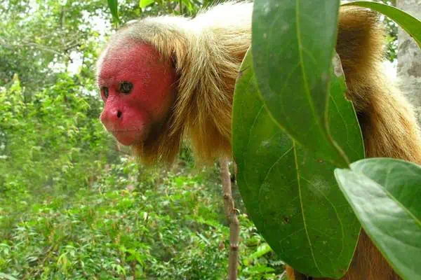 Uakari en los árboles