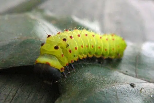 Oruga de la polilla lunar