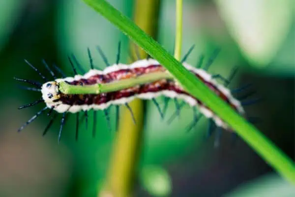 oruga de mariposa de ala larga cebra