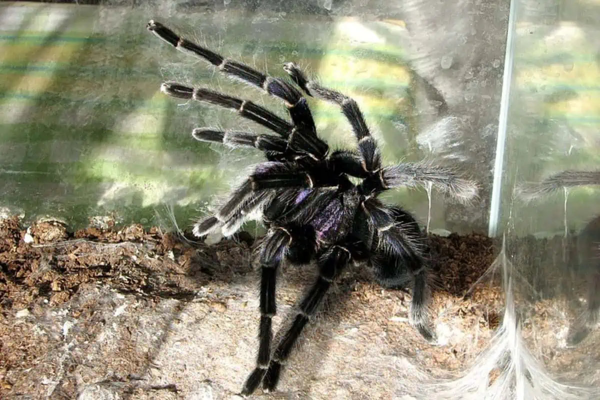 Tarántula gigante haitiana