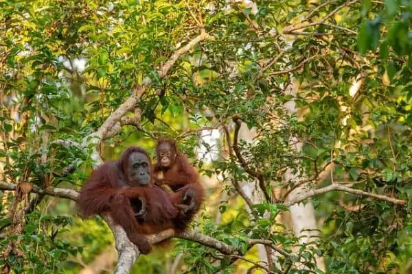 madre orangután