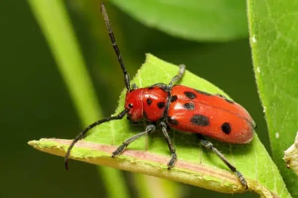 escarabajo rojo del algodoncillo