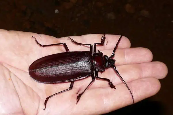 Escarabajo titán capturado