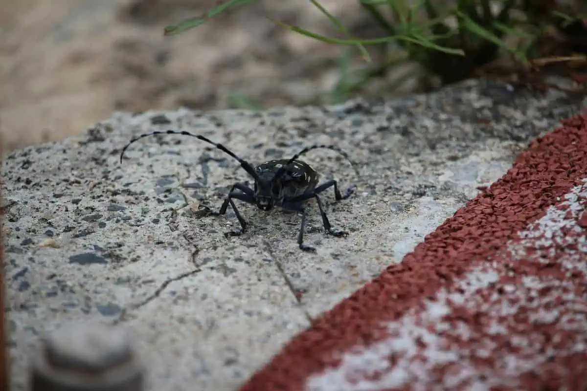 escarabajo aserrador