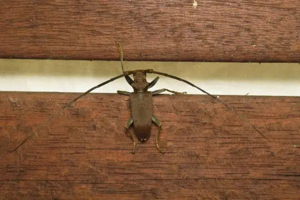 Escarabajo de cuernos largos de Queensland