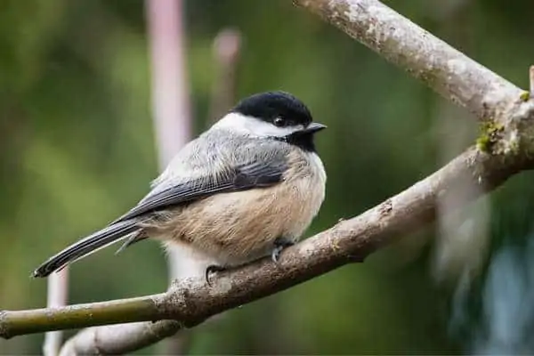 Carbonero de cabeza negra