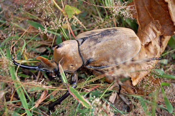 Escarabajo elefante