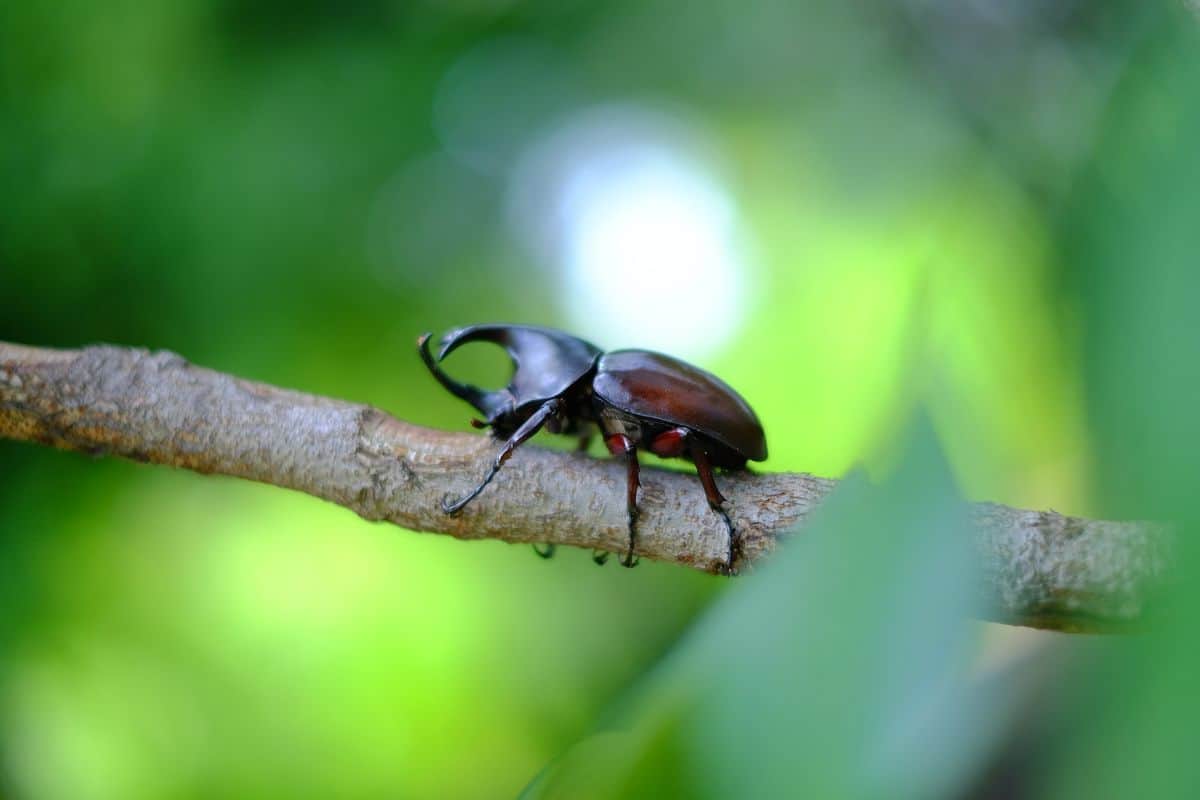 11 De Los Insectos Más Grandes Del Mundo (imágenes)