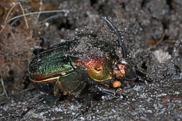 Escarabajo arcoiris