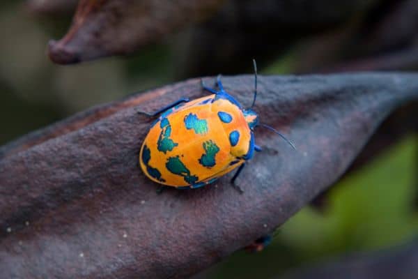 Escarabajo arlequín australiano