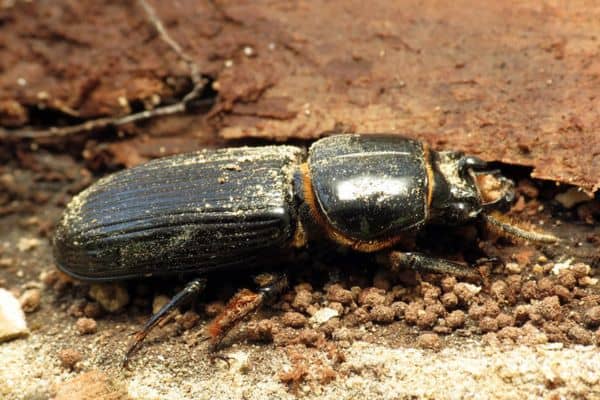 Escarabajo passalus cornudo