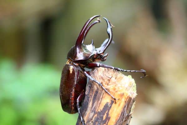 escarabajo del atlas