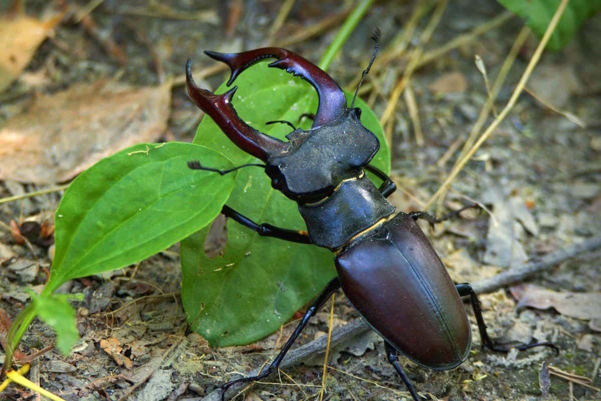 12 Escarabajos Con Cuernos (con Imágenes)