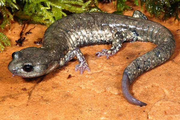 Salamandra negra Klamath