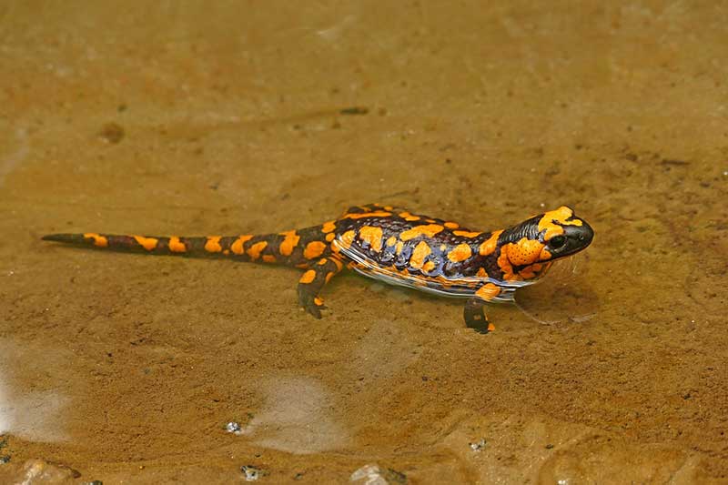 Salamandra de fuego