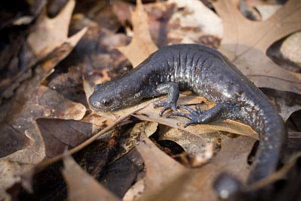 salamandra de jefferson