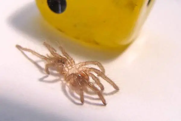 La tarántula cabestrillo (bebé) muda su piel