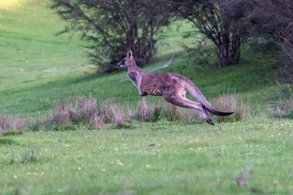 Canguro de vida silvestre