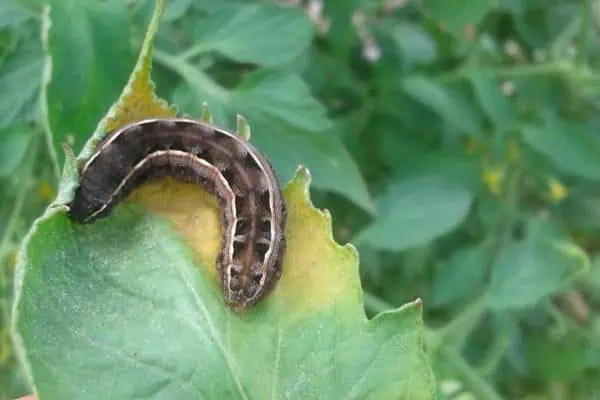 Oruga del gusano cortador de invierno