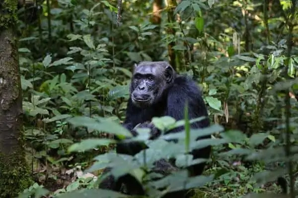un chimpancé
