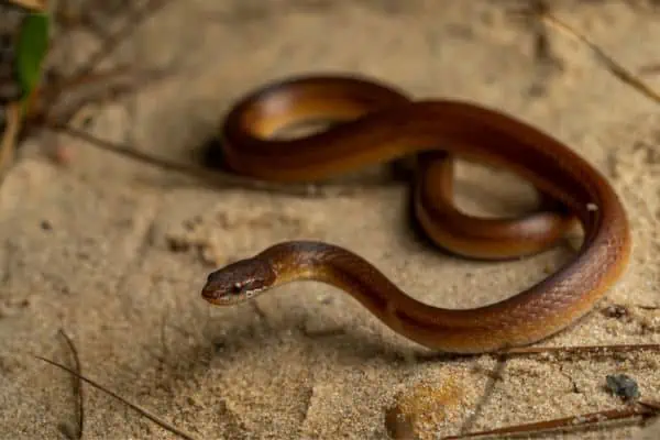 Serpiente de arena de los bosques de pinos
