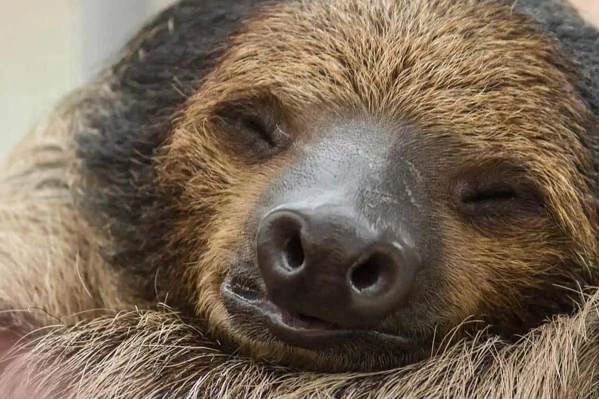perezoso durmiendo