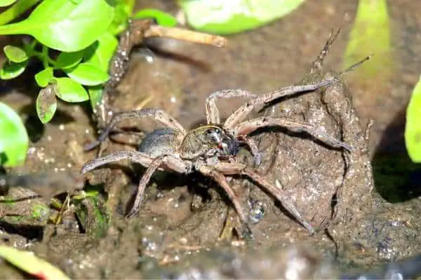 Araña lobo gigante del humedal