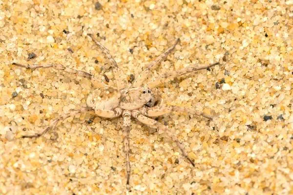 Araña lobo de playa sobre arena