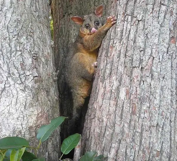 Zarigüeya en el árbol