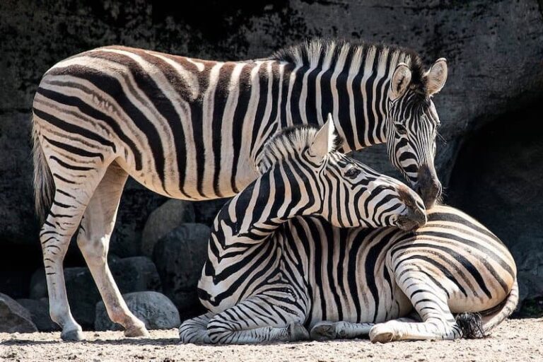 12 Tipos De Animales Con Cola Larga (con Imágenes) | 2026